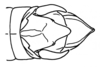 Phaeoparia lineaalba lineaalba (Linnaeus, 1764): Fig. 10 b. male abdomen end, dorsal view. (Otu).