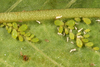 Aphis (Aphis) nasturtii Kaltenbach, 1843: Colony of immature of A. nasturtii (Photo:Voegtlin, D.). (Otu).