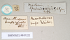 copyright Natural History Museum, London. female, data labels [round label reversed] (syntype). Depicts CollectionObject 1560403; 2e9fd2f7-b263-4536-9787-8846306df730, a CollectionObject.;copyright Natural History Museum, London. male, data labels [round label reversed] (syntype). Depicts CollectionObject 1560404; f80fd795-7271-4c5d-9e4d-d718355d0d69, a CollectionObject.