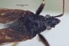Aristaenetus (Aristaenetus) diffinis (Walker, 1872): Aristaenetus diffinis. Lectotype-head. (BMNH) - (CC BY-NC 4.0) Photo by Stuart Cole, reproduced with permission from the Natural History Museum, London, UK. (Otu).