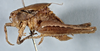 CollectionObject 2602539; CAS Entomology type 20380, 0572e3d4-0ac1-4a5f-a5de-9659be900a4f: male, lateral view (holotype). (CollectionObject).