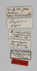 CollectionObject 1528795; 8e90dbe3-a54b-4a80-aa0c-21bac5e195fd: male, labels (holotype). (CollectionObject).