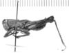 Dichromatos schrottkyi (Rehn, 1918): male, lateral view (holotype). (Otu).