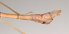 CollectionObject 1559400; NHMUK(SF IMPORT DUPLICATE) 844596, 26fc4080-bb42-41d7-a07c-faec81bdce35: copyright Natural History Museum, London. male: end of abdomen, lateral view of Lonchodes brevipes (holotype). (CollectionObject).