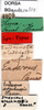 CollectionObject 1501006; 20e3406c-89aa-4f65-8a0b-437deca43e2e: labels (lectotype). (CollectionObject).