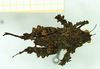 CollectionObject 1532568; 4519e0aa-efd1-42e0-9f67-6a8fc6fd75e4: female, dorsal view (holotype). (CollectionObject).