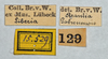 CollectionObject 1532156; 2510b562-0bac-4991-9047-6c90e8706925: labels (holotype of Arantia gabunensis). (CollectionObject).