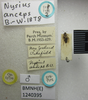 CollectionObject 1594127; c7dc44bc-62b4-4d25-962e-b543a2f6b0f0: Nysius anceps. Syntype. (BMNH) - (CC BY-NC 4.0) Photo by Stuart Cole, reproduced with permission from the Natural History Museum, London, UK. (CollectionObject).
