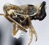 Habitus, lateral view on Dicranotropis (Dicranotropis) hamata (Boheman, 1847): (Observation).
