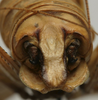 CollectionObject 1535976; eb9c2630-db16-4b83-a15e-9a076388c642: male abdomen tip, posterior view (syntype). (CollectionObject).