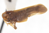 Habitus, lateral view: !! display not done !! on Colpoptera marginalis Burmeister, 1835: (Observation).