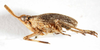 Habitus, lateral view: (Observation).