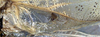 CollectionObject 1517314; 003c6214-fb6b-4f3f-b2c1-230fbc161bb6: male mirror (syntype). (CollectionObject).;CollectionObject 1517315; bde09c8e-fa43-4a64-b83d-410b24c94674: male mirror (syntype). (CollectionObject).