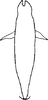 Aedeagus, ventral view: Aedeagus, ventral view. (Observation).
