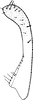 Subgenital plate: !! display not done !! on Zygina (Zygina) suavis Rey, 1891: Subgenital plate. (Observation).