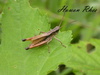 Podismopsis genicularibus (Shiraki, 1910): male (South Korea, Mt. Gwangdeoksan). (Otu).