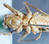 CollectionObject 1536131; 60c5e845-0fb2-4061-a698-9543161be91c: male, ventral view (holotype). (CollectionObject).