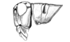 Eurotettix procerus Cigliano, 2007: Fig. 7V. female, head and pronotum, lateral view. (Otu).