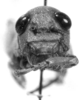 CollectionObject 1523836; 45388daa-a0a1-4343-a050-4c39542da097: female, frontal view (lectotype of Rhicnoderma glabra). (CollectionObject).