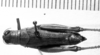 CollectionObject 1566260; 9ad35f0b-72c1-4643-89bc-3929f6eb2da3: female, dorsal view (paralectotype of Aeoloplus arizonensis). (CollectionObject).