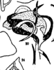 Aedeagus, ventral view on Cyclopoliarus naparimae Fennah, 1945: (Observation).