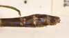 CollectionObject 1560538; 4b044015-c34f-4d17-a01d-a66c7f2b4151: copyright OUMNH. male: end of abdomen, dorsal view (holotype). (CollectionObject).