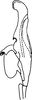 Aedeagus, lateral view on Delospilopterus ugandensis (Evans, 1947): Aedeagus, lateral view. (Observation).