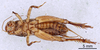 CollectionObject 1522768; 5685d436-8aef-492a-ae3f-38625480179e: Male, ventral view (holotype). (CollectionObject).