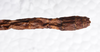 CollectionObject 1580889; b812f9f3-dfae-4f75-8bff-07e835a9b45c: copyright FRCS, Sabah. female: end of abdomen, dorsal view (holotype). (CollectionObject).
