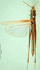 CollectionObject 1502866; 73bb31b7-0de3-45ad-bd3b-637256c15fa0: male, dorsal view (paratype). (CollectionObject).