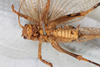 CollectionObject 2377037; 99ff1e1a-7b4d-4531-87d6-182d9fd02821: male, ventral view (syntype). (CollectionObject).
