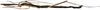 CollectionObject 1578587; RBINS IG: 32700, 737198b7-593d-40e7-b101-96be7e35e36d: copyright ISNB, Brussels. male, lateral view (holotype). (CollectionObject).