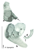 CollectionObject 1569182; b8076d55-03dc-4943-8302-291763f9dc93: Original drawing by Heidi Hopkins © Heidi Hopkins. Holotype, adult male, genitalia, ventral view. (CollectionObject).