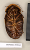 CollectionObject 1572962; 5e2cb6de-2879-4f08-a89f-97509aa8010d: Copyright Natural History Museum, London. Non-type (adult female) in BM(NH). Ventral view. (CollectionObject).