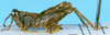 CollectionObject 1505132; a9b92574-a567-4cb8-b8ba-1609423509c8, DORSA D003XM01: male, lateral view. (CollectionObject).