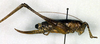 CollectionObject 1501833; 1431d53a-4d07-4bf3-b1da-5d98412759f7: female, lateral view (syntype). (CollectionObject).
