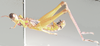 Euschmidtia cruciformis (Bolívar, 1895): male, lateral view. (Otu).