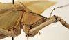 CollectionObject 1534522; d07314cf-cf4a-41f0-85b3-fbdc7e764b3a: male pronotum, lateral view (syntype). (CollectionObject).