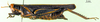 CollectionObject 1502246; 4a79cc94-9e8f-4e61-836a-a8003b5c4e7b: female, lateral view (syntype). (CollectionObject).