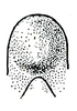 Neoconocephalus retusus (Scudder, 1878): Pl. IV, Fig. 121. fastigium, ventral view. (Otu).