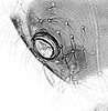 Hind wing.: !! display not done !! on Anoecia (Anoecia) corni (Fabricius, 1775): Siphunculi of Anoecia corni. (Observation).
