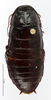 CollectionObject 1587516; MNHN(SF IMPORT DUPLICATE) MNHN-EP-EP807, 97b37d8a-d566-4df4-9ac9-b632f6a43612: CC BY-NC-ND 4.0/MNHN - Depraetere Marion - 2014. Holotype, female, of matilei Grandcolas, 2000. Specimen number: MNHN-EP-EP807. http://coldb.mnhn.fr/catalognumber/mnhn/ep/ep807. (CollectionObject).