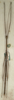 CollectionObject 1559254; NMW 934', cfcc6379-6124-4f97-91da-d84b73459109: copyright NMW, Vienna. male of synonym Diardia brevitarsis (syntype). (CollectionObject).