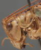 CollectionObject 1475670; f7604f8b-c67e-4af9-98e1-d2d75a7d7fb1: male pronotum, lateral view (syntype). (CollectionObject).