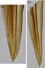 Ovipositor: !! display not done !! on Doratura stylata (Boheman, 1847): from Bulgaria, valvula 1. (Observation).