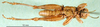 CollectionObject 1575479; 4b30d29b-eed1-4b5a-a90e-17556b6e89fa: male, ventral view (paratype). (CollectionObject).