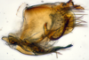Pygofer, lateral view: (Observation).