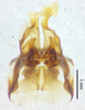 CollectionObject 1523763; fc9bd22e-deea-4046-8659-3b75f0d95a18: male genitalia, ventral view (holotype). (CollectionObject).