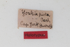 CollectionObject 1505903; ef3688d0-79db-4b94-b71b-f7eed251f616: male, labels (holotype). (CollectionObject).
