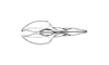 Tropidostethus angusticollis (Blanchard, 1851): Fig. 175. endophallus, dorsal view. (Otu).